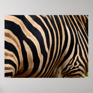 Poster peau de cheveux de zebraskin, animal, arrière - pl