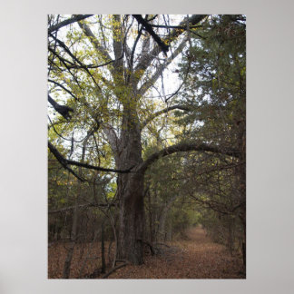 Poster Pecan Gateway