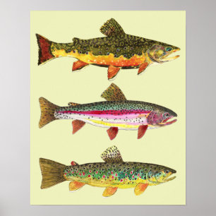 Poster Pêche à la truite