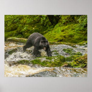 Poster Pêche à l'ours noir   Qua Creek Colombie-Britanniq
