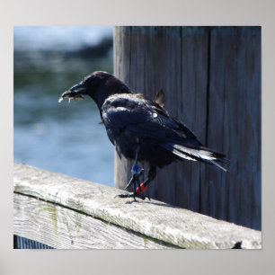 Poster Pêche de corneille