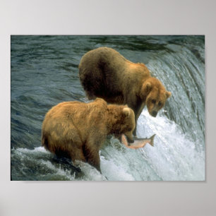 Poster Pêche des ours 1