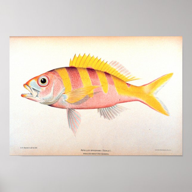 Poster Pêche historique (Devant)