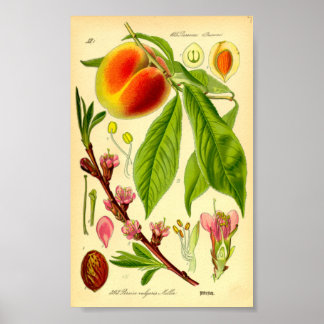 Poster Pêche (Prunus persica)