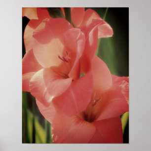 Poster Pêcher la fleur de gladiolus gros