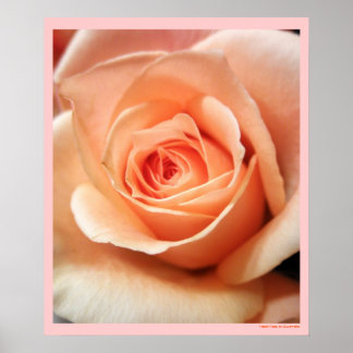 Poster Pêcher Rose Apricot Roses Fleurs Florales Photo