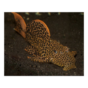 Poster Peckoltia Compta