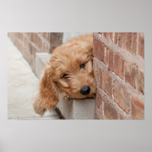 Poster Peecing de Goldendoodle (Devant)