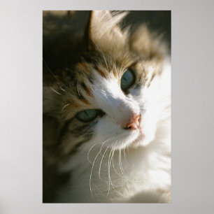 Poster Peep the Calico Tiger Cat