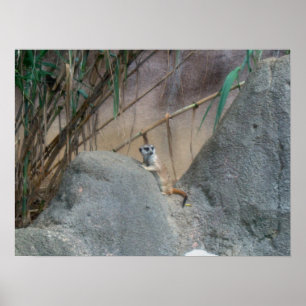 Poster Peerkat Meerkat