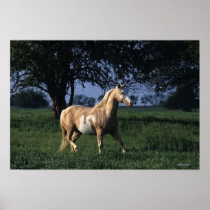 Poster Peignez le cheval tenant 2