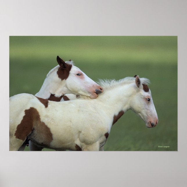 Poster Peindre Foals Jouer (Devant)
