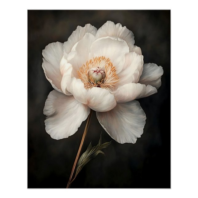 Poster Peine blanche dans la peinture botanique en fleurs (Devant)