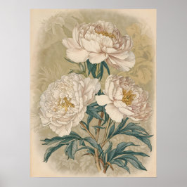 Poster Peine de Roses Blanches Peony Mur botanique vintag