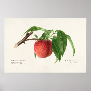 Poster Peinture à base de fruits à la broche (Prunus Pers