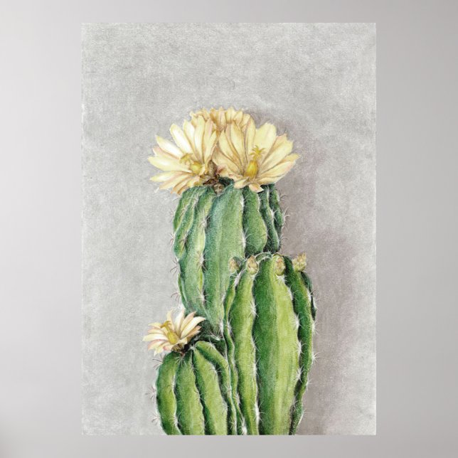 Poster Peinture à fleur de cactus (Devant)