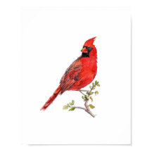 Peinture à l'aquarelle Cardinal Rouge oiseau