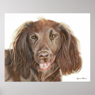 Poster Peinture à l'aquarelle Cocker Spaniel de travail