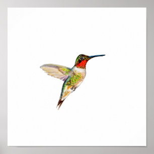 Poster Peinture à l'aquarelle Colibri à Gorge Rubis