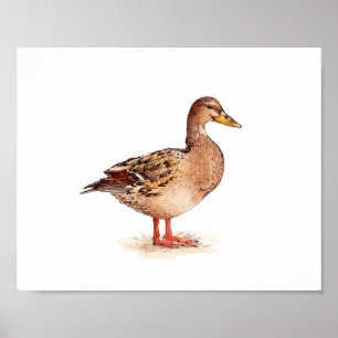 Poster Peinture à l'aquarelle de canard colvert femelle