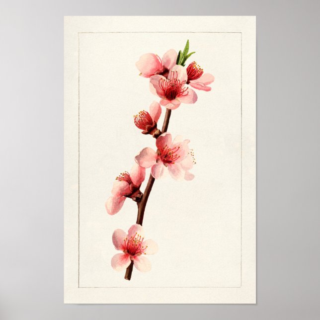 Poster Peinture à l'aquarelle de fleurs roses de pêche (Devant)