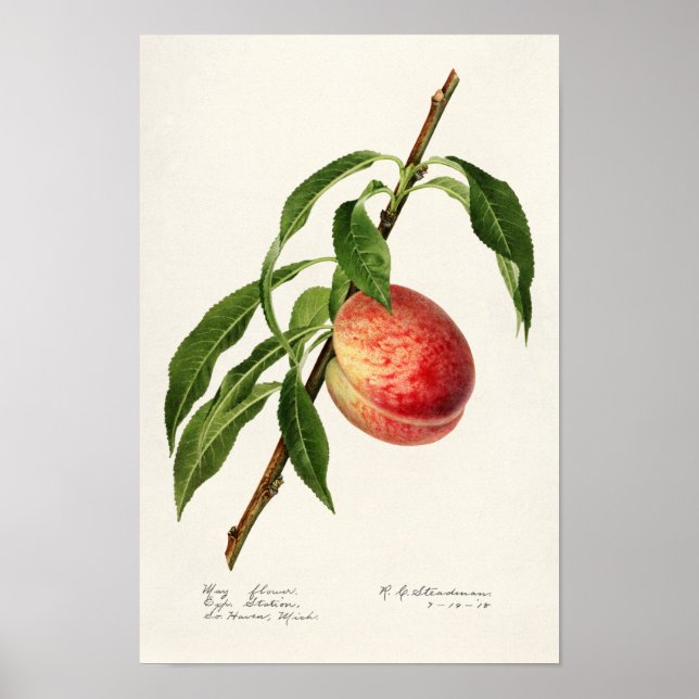 Poster Peinture à l'aquarelle de fruits (Prunus Persica) (Devant)