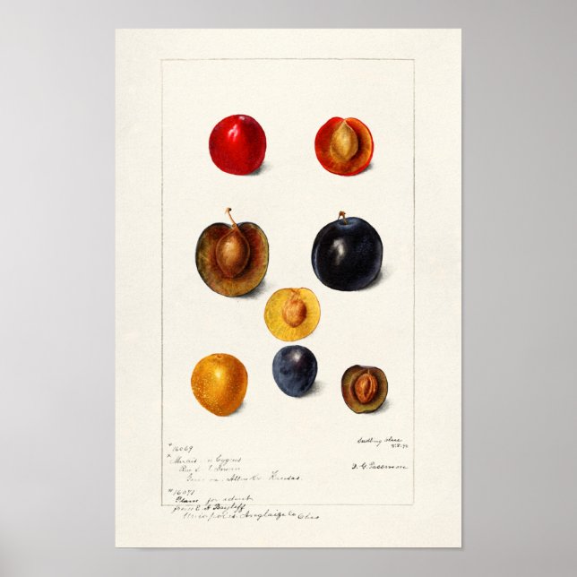 Poster Peinture à l'aquarelle des prunes (Prunnus Domeati (Devant)