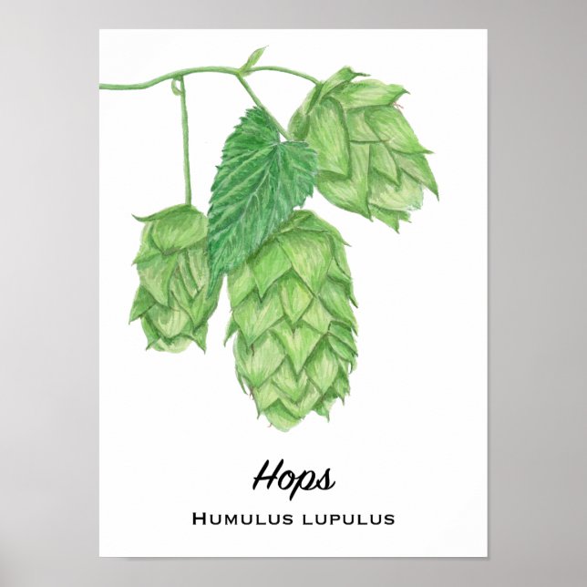Poster Peinture à l'aquarelle du houblon de bière (Devant)