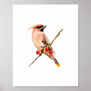 Poster Peinture à l'aquarelle d'un oiseau Jaseur d'Amériq