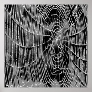 Poster Peinture Abstraite D'Une Cobweb Blanc Gris Sur Noi