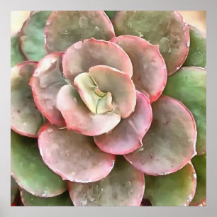 Poster Peinture acrylique Succulente Echeveria Cactus