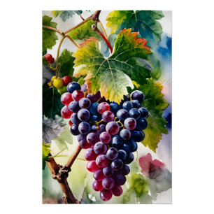 Poster Peinture aquarelle de raisins de culture Graphic A