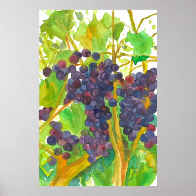Poster Peinture aquarelle de raisins de vin (Devant)