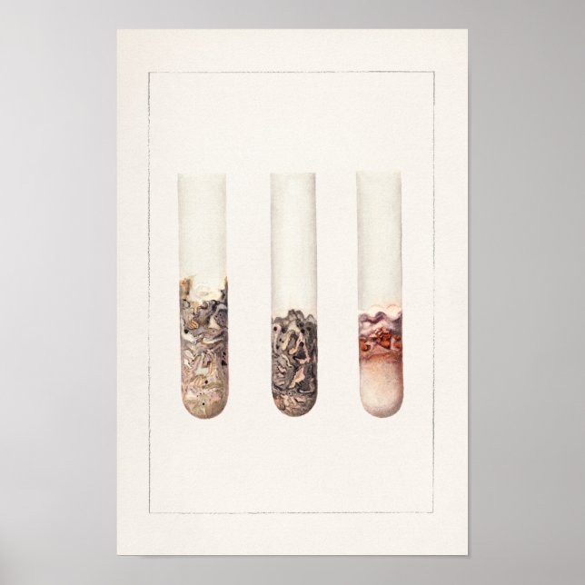 Poster Peinture aquarelle Limes (Citrus Aurantiifolia) (Devant)