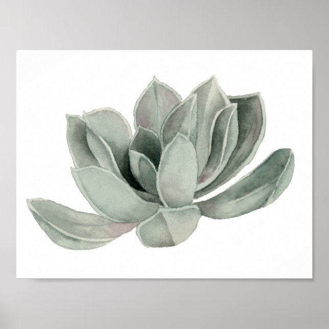 Poster Peinture aquarelle Plante Succulente (Devant)