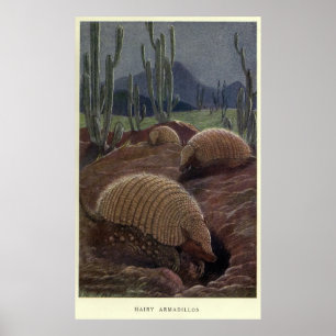 Poster Peinture Armadillo vintage (1909)