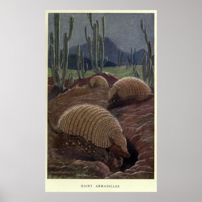 Poster Peinture Armadillo vintage (1909) (Devant)