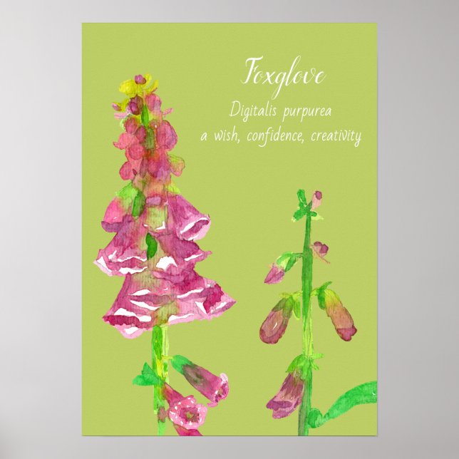Poster Peinture botanique Foxglove (Devant)