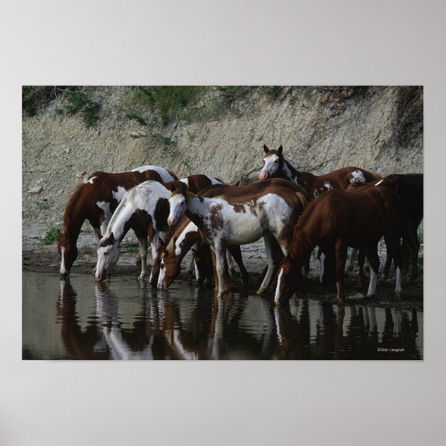 Poster Peinture Chevaux Boire (Devant)