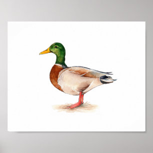 Poster Peinture de canard colvert à l'aquarelle