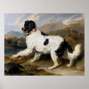 Poster Peinture de chien de Terre-Neuve