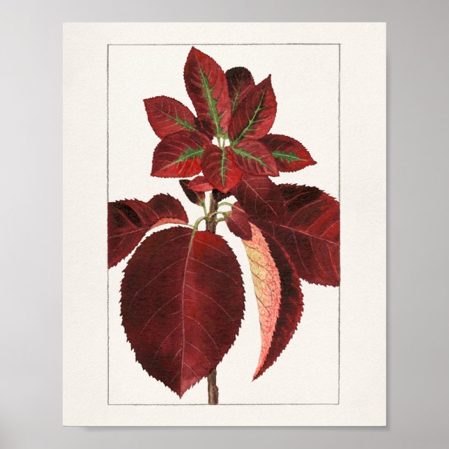 Poster Peinture de Feuilles de chokecherry (Prunus virgin (Devant)