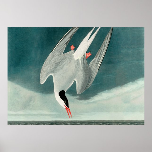Poster Peinture de la faune de la sterne de l'Arctique Au (Devant)