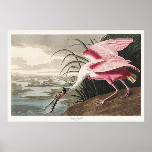 Poster Peinture de la faune de l'audubon Spoonbill Roseat (Devant)
