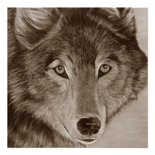 Poster peinture de la faune du loup gris