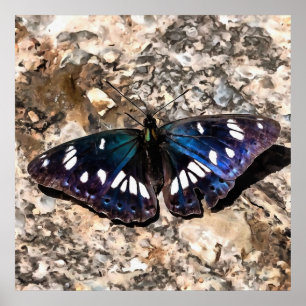 Poster Peinture de papillon bleu de l'amiral blanc du sud