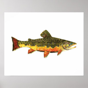 Poster Peinture de poisson à l'omble de fontaine