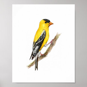 Poster Peinture d'oiseau Finch Américain Jaune à l'aquare
