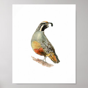 Poster Peinture d'oiseau perdrix à l'aquarelle