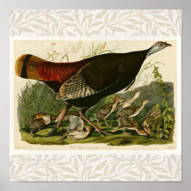 Poster Peinture d'oiseaux sauvages de Turquie Audubon (Devant)